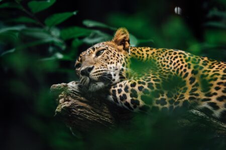 Parque Nacional del Jaguar